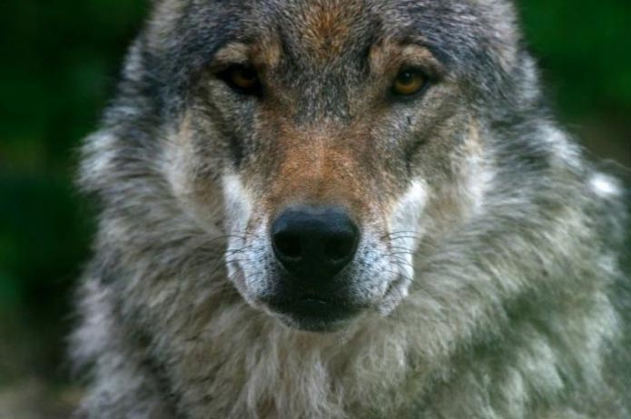 在萨克森州里萨迷路的狼-齐优爱校小语种资源库-学小语种|西班牙语